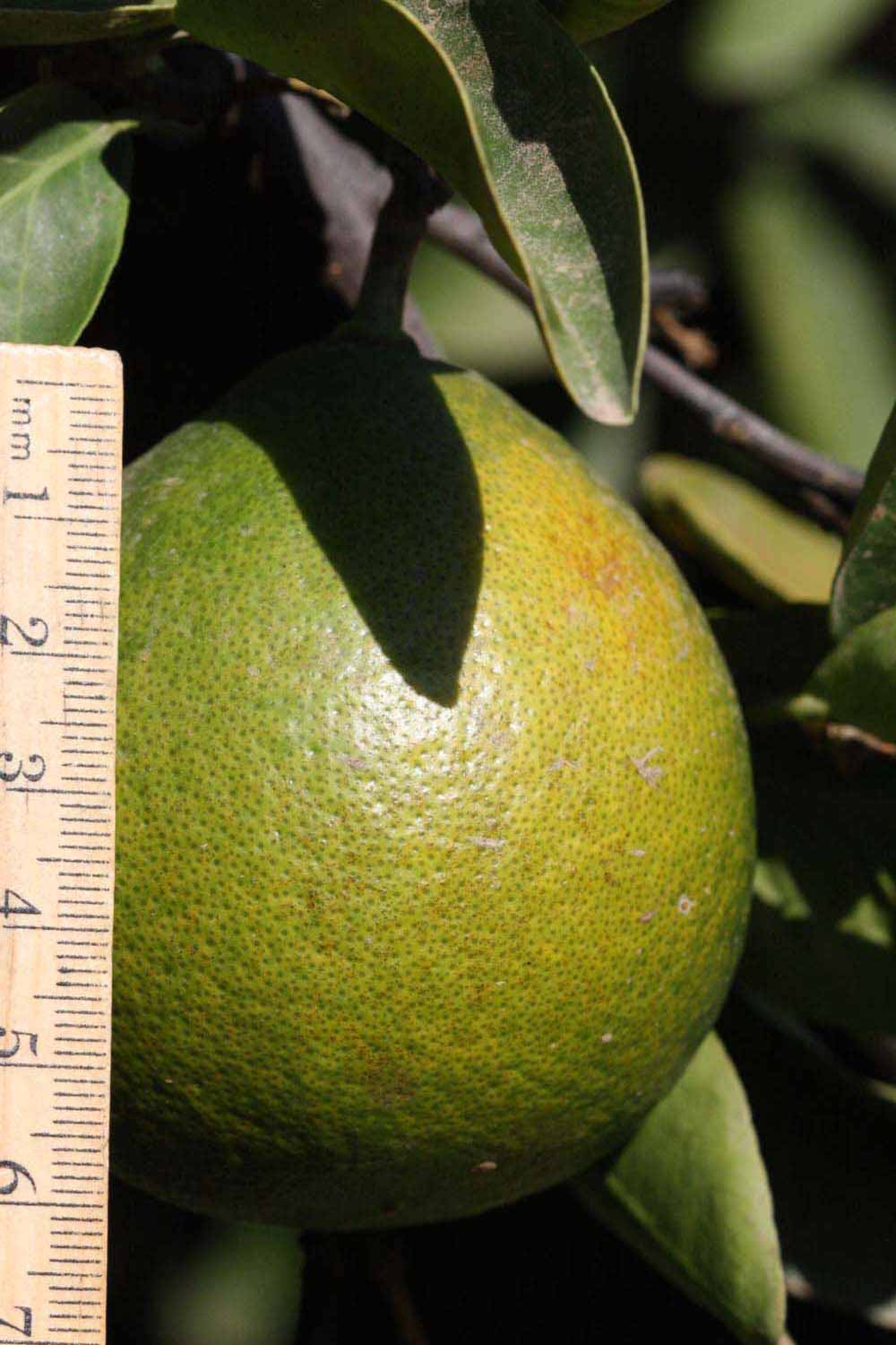            Fruit (Riverside, CA)   